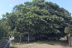 Sturm_06