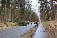 Baum_Fladderlohausen