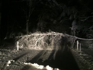 Bäume auf Fahrbahn / 13.01.2017