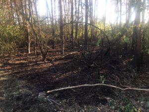 Waldbrand / 18.09.2018