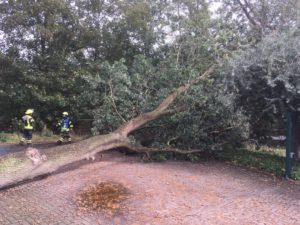 Baum auf Fahrbahn / 21.09.2018